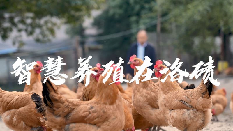 重组抗体：揭秘上海生产服务的关键要素**